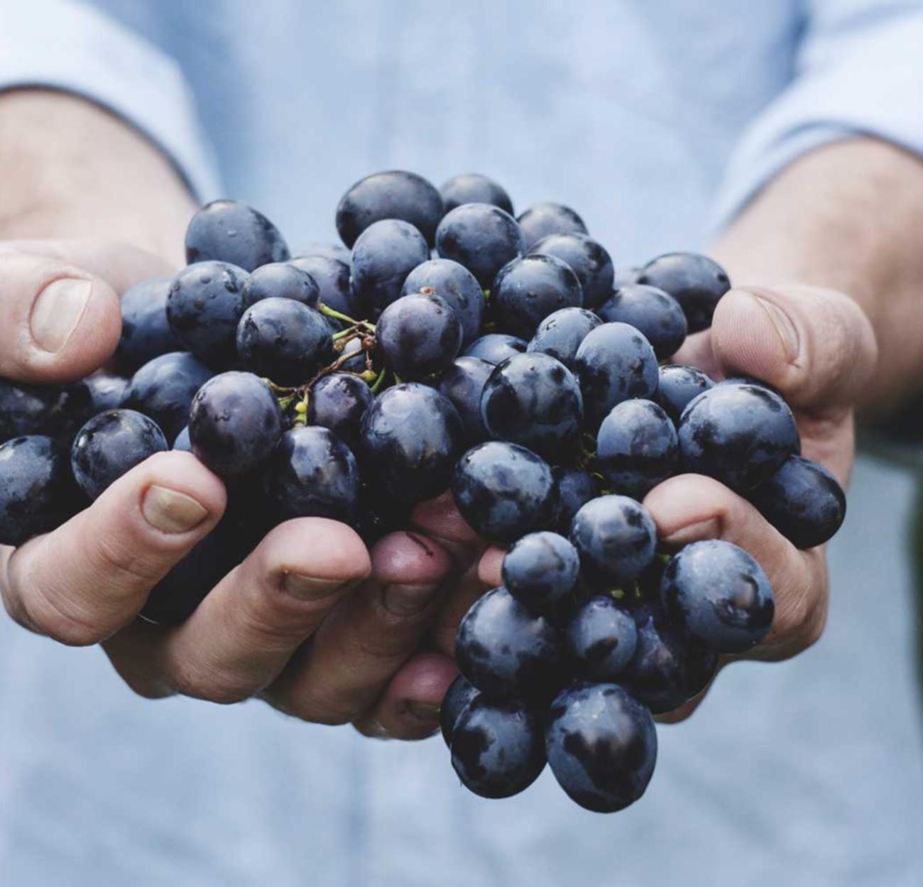 大摩娱乐,注册|扬州营销短信平台代理