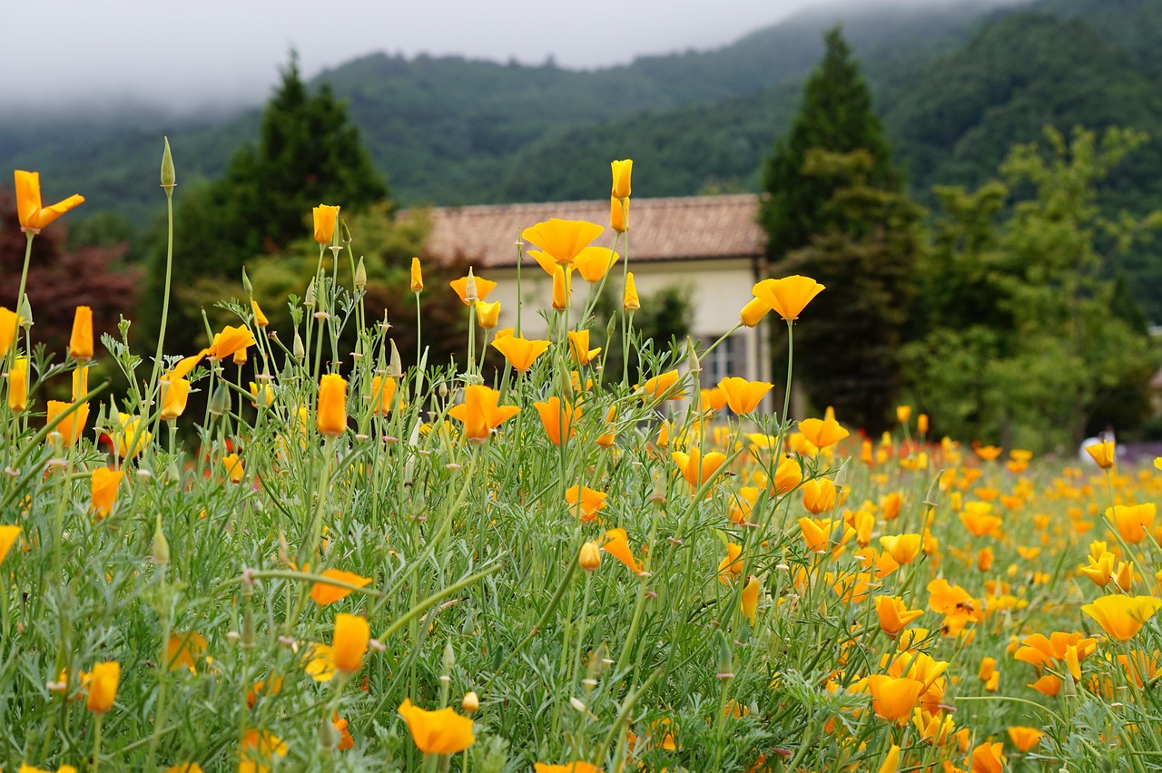 绑卡微信号买卖：payme app详情下载教程