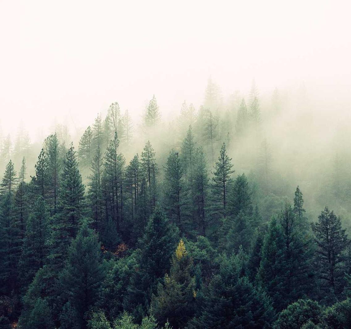 长江时代实名账号：番禺宠物购买平台